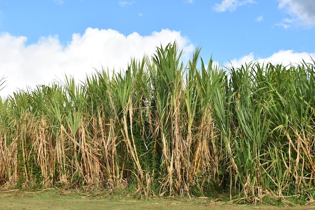 Bosque de cana-de-açúcar orgânico na ilha havaiana de Maui, Havaí