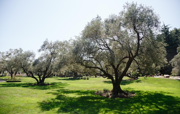 Bosque de oliveiras