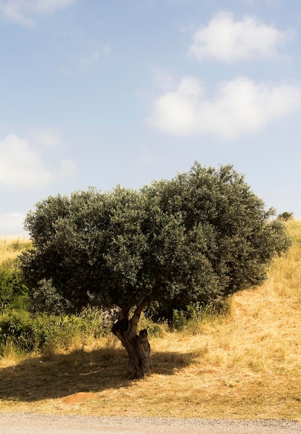 Bosque de oliveiras