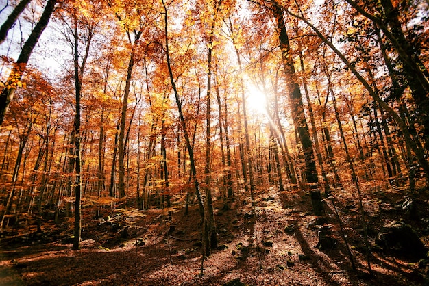 Bosque de outono com folhas de laranja Fageda den Jorda faia floresta