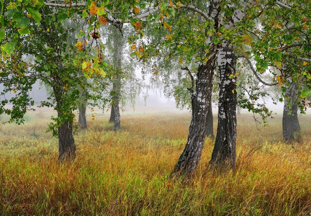 Bosque de outono no nevoeiro. Folhas de bétula amarela entre grama grossa na neblina da manhã. Região de Novosibirsk, Sibéria, Rússia