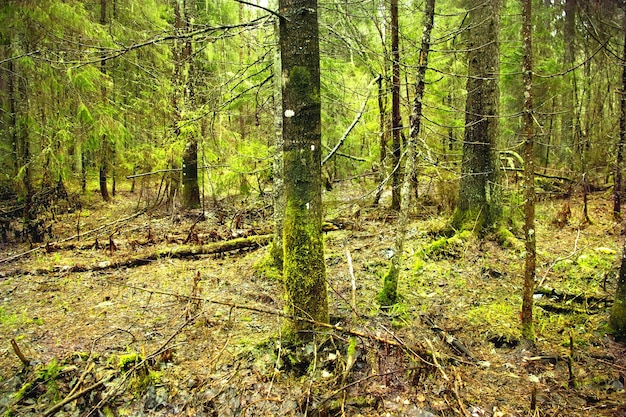 Bosque denso de abetos. Paisaje primaveral con piceas.