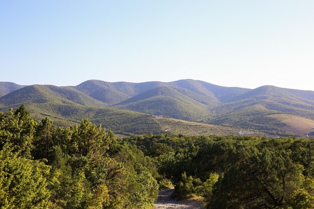 Bosque denso en el contexto de plantaciones y colinas montañosas que se convierten en el horizonte