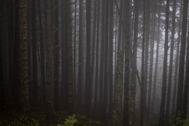 Bosque denso en un día de niebla