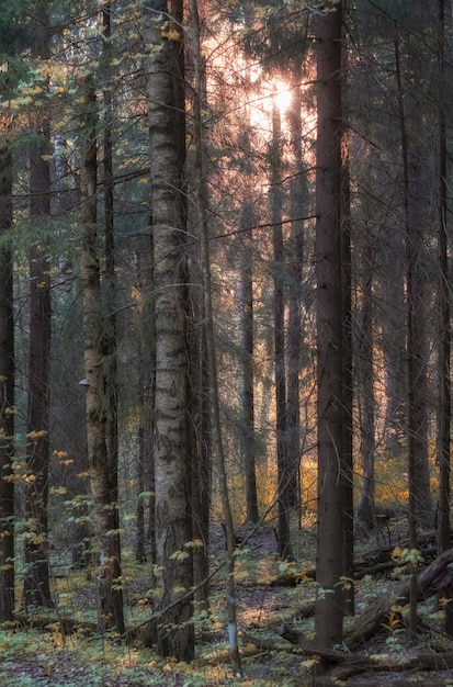 Bosque denso e impenetrable a principios de otoño al atardecer