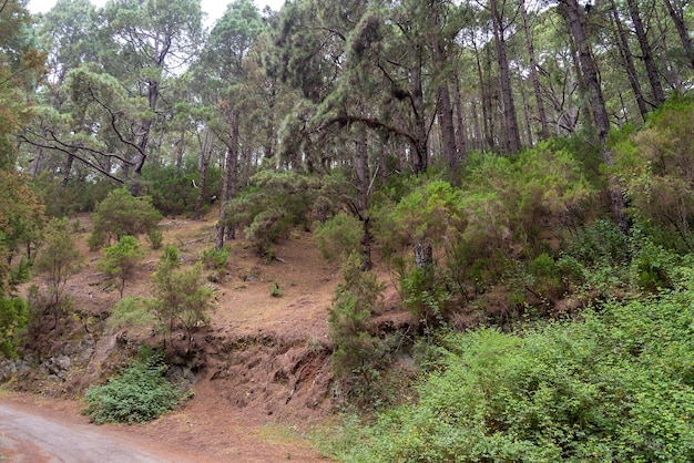 Bosque denso en la isla de Tenerife