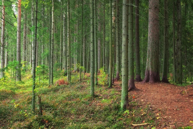 Un bosque denso con largos troncos de árboles y una carretera. Hermosos paisajes de Carelia.