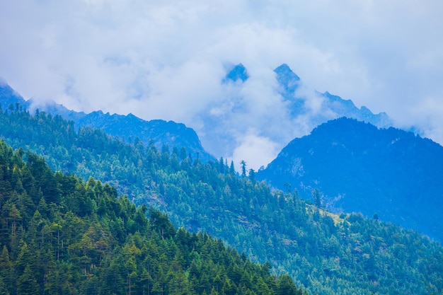 Bosque de Deodar en myst Himalaya