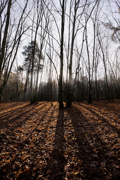 Foto bosque desnudo al final del otoño