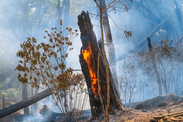 Bosque después de un incendio. Árboles severamente dañados por el fuego