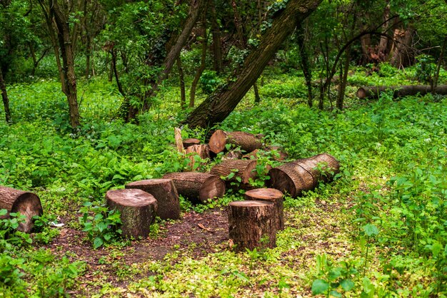 Bosque después de llover Troncos de árboles marrones húmedos tendidos sobre la hierba