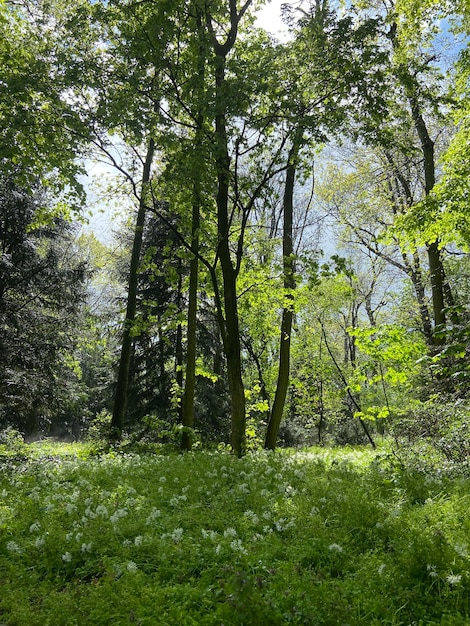 Foto bosque después de la lluvia