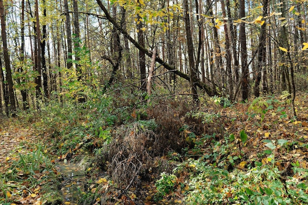 bosque en un día soleado