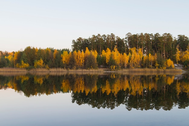 Bosque dorado cerca del lago. Otoño