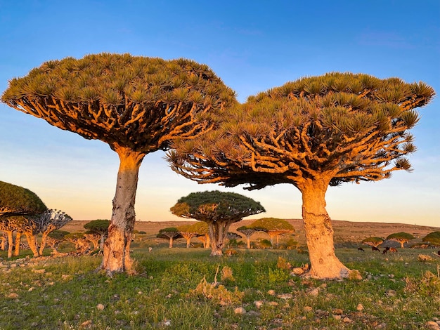 Bosque de drago, planta endémica de la isla de Soqotra, Yemen. Foto de alta calidad