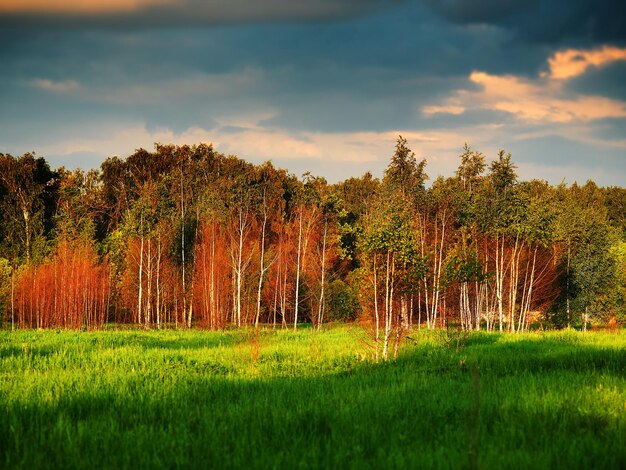 Bosque dramático en el fondo de la hora del atardecer hd