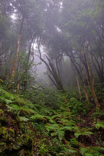 Foto bosque encantado de las montañas de pijaral anaga tenerife islas canarias españa