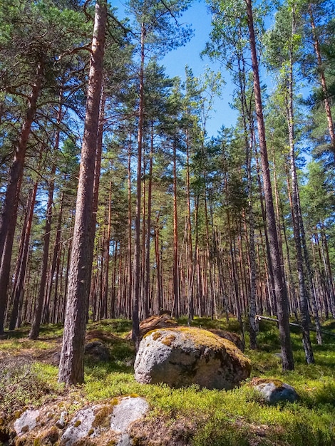 Bosque con enormes rocas de granito. Bosque del norte.