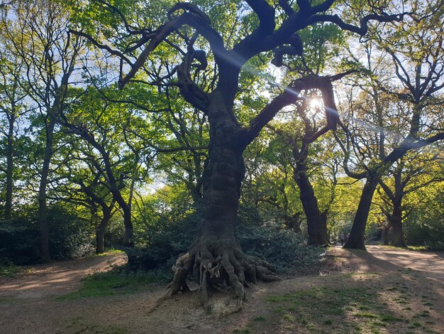 Foto bosque de epping