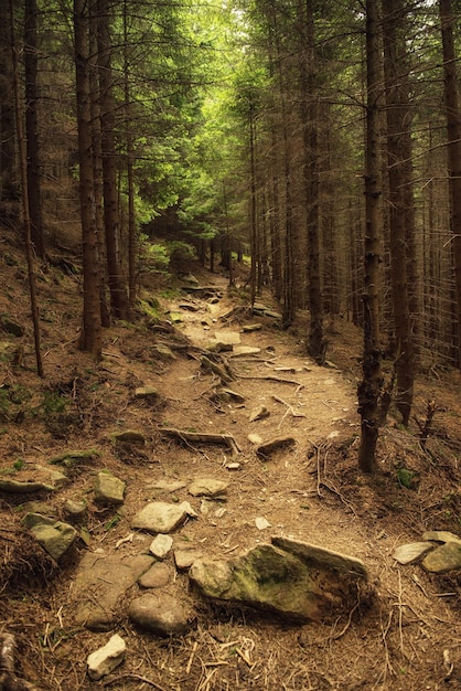 Bosque escandinavo del norte