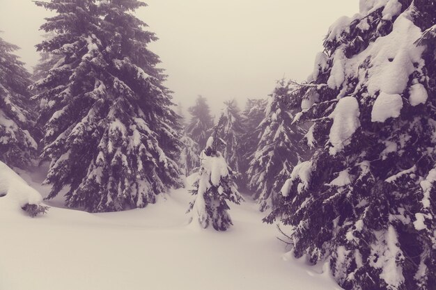 Bosque de escena de invierno cubierto de nieve, en tonos como filtro de instagram