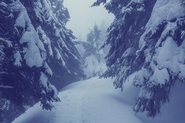 Bosque de escena de invierno cubierto de nieve, en tonos como filtro de instagram