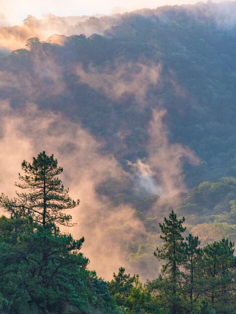 Foto bosque escénico de árboles de hojas caducas verdes frescos enmarcados por hojas, con el sol