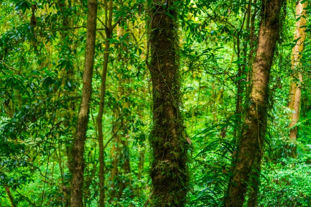 Bosque escénico de árboles de hojas caducas verdes frescos enmarcados por hojas