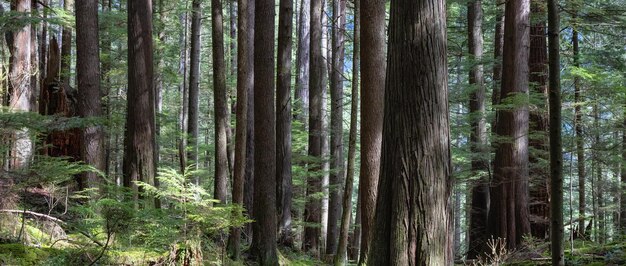 Bosque escénico con árboles verdes Temporada soleada de primavera