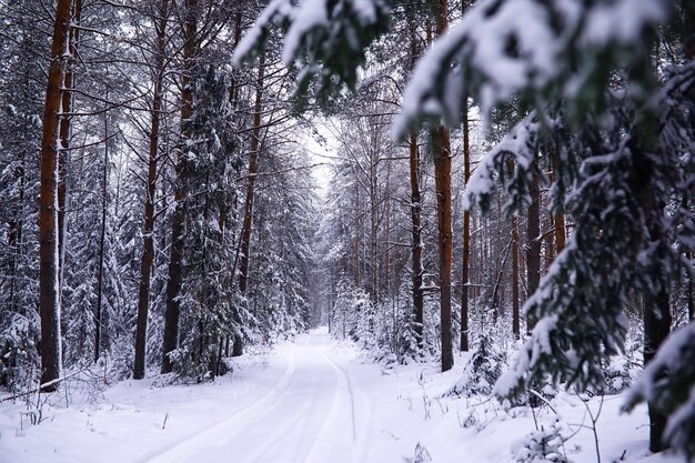 El bosque está cubierto de nieve Frost y nevadas en el parque Winter snowy frosty landscape