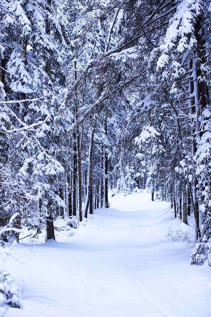 El bosque está cubierto de nieve Frost y nevadas en el parque Winter snowy frosty landscape