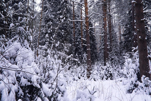 El bosque está cubierto de nieve Frost y nevadas en el parque Winter snowy frosty landscape