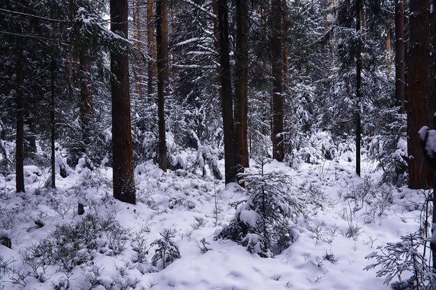 El bosque está cubierto de nieve Frost y nevadas en el parque Winter snowy frosty landscape