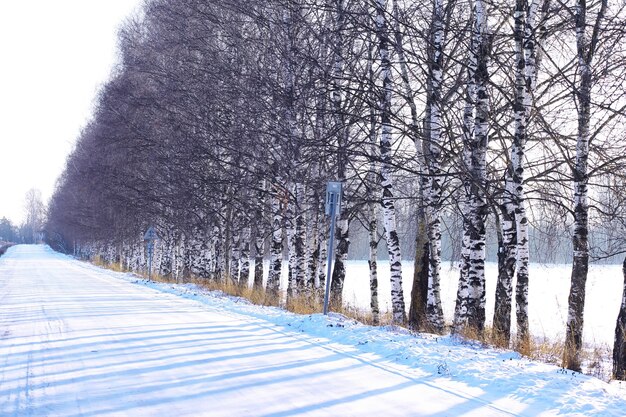 El bosque está cubierto de nieve Frost y nevadas en el parque Winter snowy frosty landscape