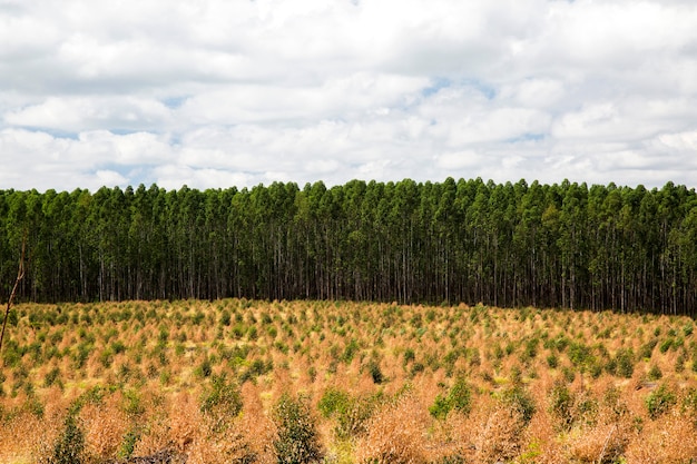 Bosque de eucaliptos en el estado de Sao Paulo - Brasil. Plantas para la industria papelera