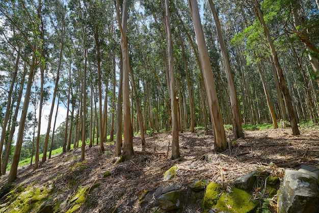 Bosque de eucaliptos en galicia españa