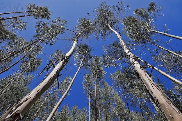 Bosque de eucaliptos