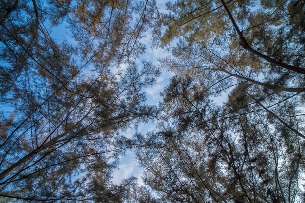 Bosque exuberante follaje árboles altos en primavera o principios de verano fotografiados desde abajo