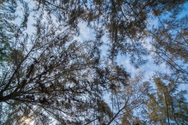 Bosque exuberante follaje árboles altos en primavera o principios de verano fotografiados desde abajo