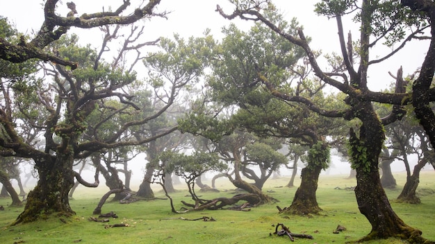 Bosque de Fanal en Madeira