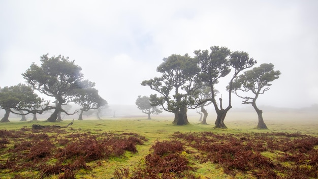 Bosque de Fanal en Madeira