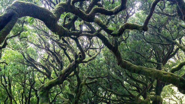 Bosque de Fanal en Madeira