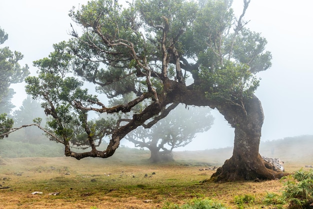 Bosque Fanal con niebla en Madeira hermosas formas de los árboles de laurel