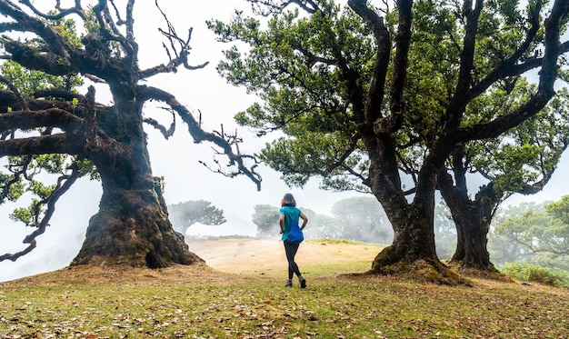 Bosque Fanal con niebla en Madeira joven caminando junto a árboles de laurel en la mañana místico misterioso