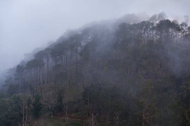 Bosque de fantasía, isla de Madeira, Portugal