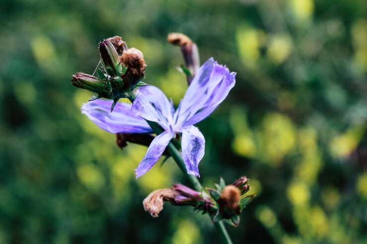 Bosque flor azul macro