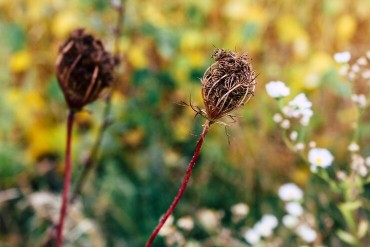 Bosque flor macro