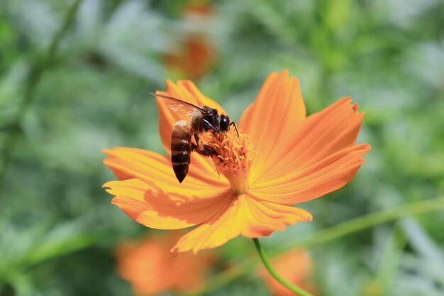 Bosque con flores y abejas