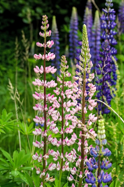 Bosque de flores azules en Suecia