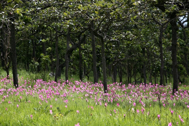 un bosque con flores en flor